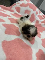 Luna, a female Shih Tzu for sale in Virginia Beach, VA – Photo 3 of 3