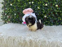 Luna , a male Shih Tzu for sale in Virginia Beach, VA – 5 of 5