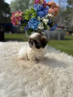 Marisol, a female Shih Tzu for sale in Virginia Beach, VA – Photo 3 of 4