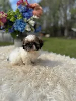Marisol, a female Shih Tzu for sale in Virginia Beach, VA – Photo 1 of 4