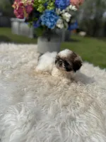 Marisol, a female Shih Tzu for sale in Virginia Beach, VA – Photo 4 of 4