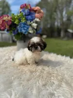 Marisol, a female Shih Tzu for sale in Virginia Beach, VA – Photo 2 of 4