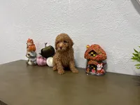 Mira, a female Poodle - Toy  for sale in Virginia Beach, VA – 3 of 4