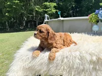 Ruby, a female Cavalier King Charles Spaniel for sale in Virginia Beach, VA – 5 of 6