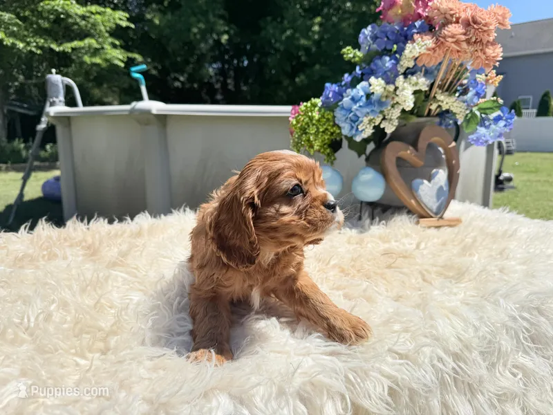 Ruby – Cavalier King Charles Spaniel puppy for sale in Virginia Beach, VA