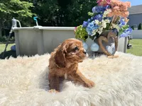 Ruby, a female Cavalier King Charles Spaniel for sale in Virginia Beach, VA – 1 of 6