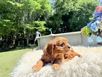 Ruby, a female Cavalier King Charles Spaniel for sale in Virginia Beach, VA – 6 of 6