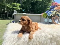 Ruby, a female Cavalier King Charles Spaniel for sale in Virginia Beach, VA – 2 of 6