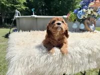 Ruby, a female Cavalier King Charles Spaniel for sale in Virginia Beach, VA – 3 of 6