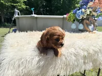 Ruby, a female Cavalier King Charles Spaniel for sale in Virginia Beach, VA – 4 of 6