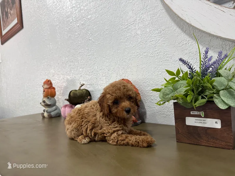 Mira – Poodle - Toy  puppy for sale in Virginia Beach, VA