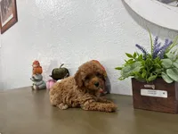 Mira, a female Poodle - Toy  for sale in Virginia Beach, VA – 1 of 4
