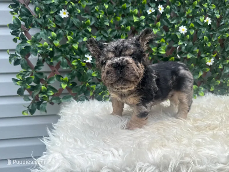 Grogu – French Bulldog puppy for sale in Virginia Beach, VA