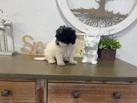 Oreo, a male Poodle - Toy  for sale in Virginia Beach, VA – 2 of 3