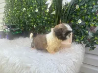 Milo, a male Shih Tzu for sale in Virginia Beach, VA – 5 of 5