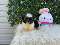 Rebecca, a male Shih Tzu for sale in Virginia Beach, VA – 2 of 5