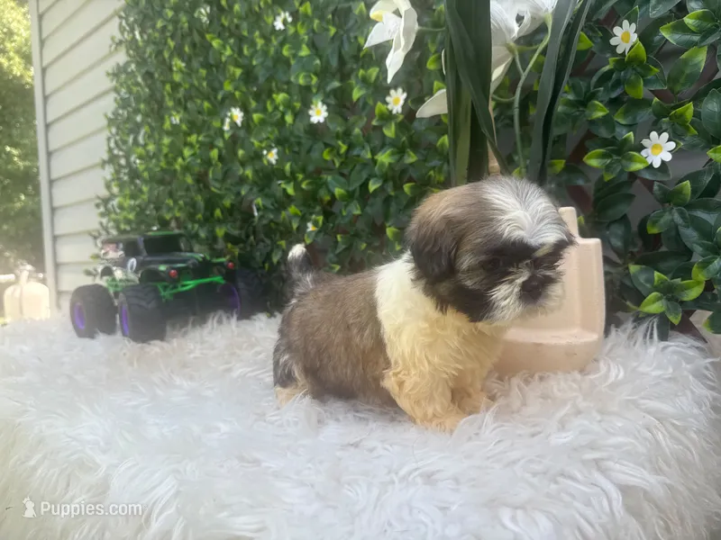 Milo – Shih Tzu puppy for sale in Virginia Beach, VA