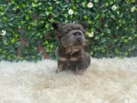 Athena, a female French Bulldog for sale in Virginia Beach, VA – 4 of 4