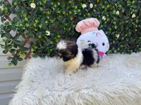 Rebecca, a male Shih Tzu for sale in Virginia Beach, VA – 5 of 5