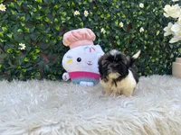 Luna , a male Shih Tzu for sale in Virginia Beach, VA – 4 of 5
