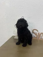 Leno, a male Poodle - Toy  for sale in Virginia Beach, VA – 1 of 6