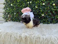 Luna , a male Shih Tzu for sale in Virginia Beach, VA – 3 of 5