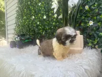 Milo, a male Shih Tzu for sale in Virginia Beach, VA – 2 of 5