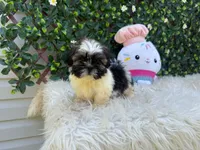 Rebecca, a male Shih Tzu for sale in Virginia Beach, VA – 4 of 5