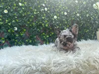Luna, a female French Bulldog for sale in Virginia Beach, VA – 3 of 3