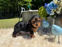 Mariana, a female Yorkshire Terrier for sale in Virginia Beach, VA – 5 of 5