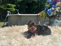 Ricky, a male Yorkshire Terrier for sale in Virginia Beach, VA – 5 of 5