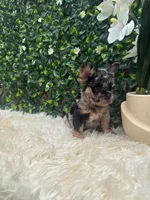 Grogu, a male French Bulldog for sale in Virginia Beach, VA – 3 of 3