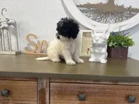 Oreo, a male Poodle - Toy  for sale in Virginia Beach, VA – 3 of 3