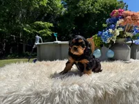 Emma, a female Cavalier King Charles Spaniel for sale in Virginia Beach, VA – 4 of 4