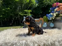 Emma, a female Cavalier King Charles Spaniel for sale in Virginia Beach, VA – 2 of 4