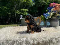Emma, a female Cavalier King Charles Spaniel for sale in Virginia Beach, VA – 3 of 4