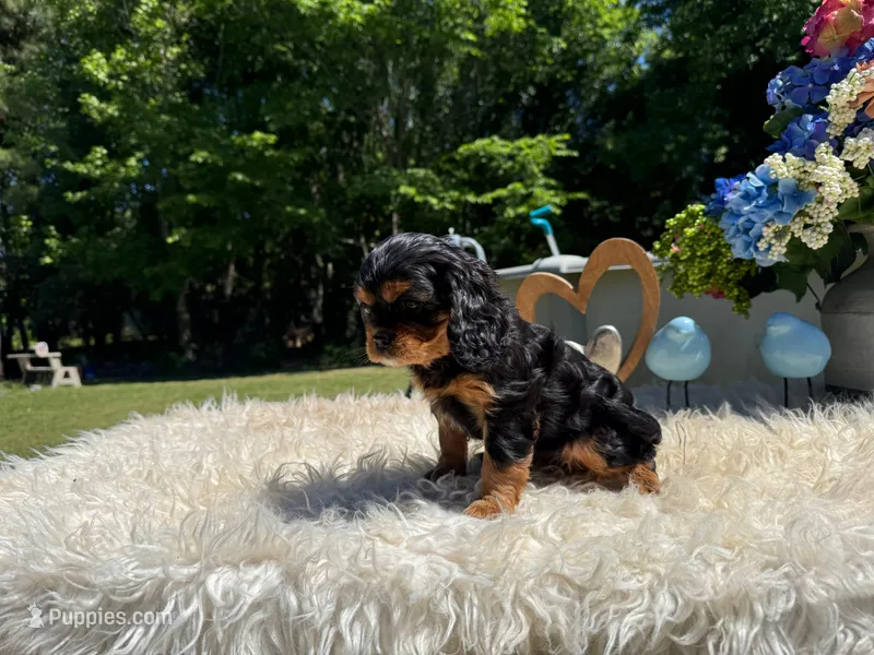Emma – Cavalier King Charles Spaniel puppy for sale in Virginia Beach, VA