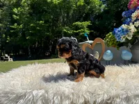Emma, a female Cavalier King Charles Spaniel for sale in Virginia Beach, VA – 1 of 4