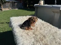 Emma, a female Yorkshire Terrier for sale in Virginia Beach, VA – 2 of 4
