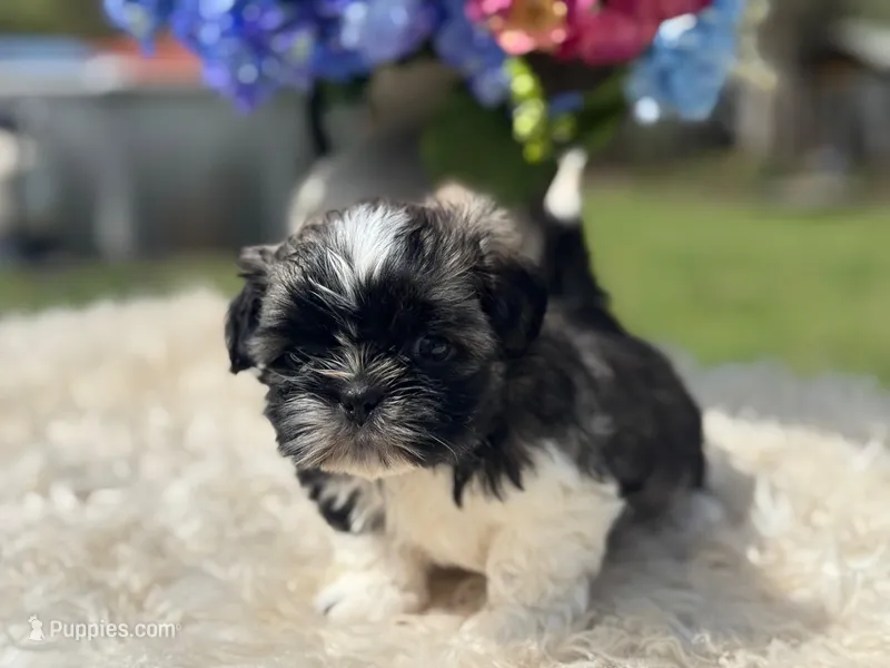 Luke – Shih Tzu puppy for sale in Virginia Beach, VA