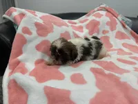 Luke, a male Shih Tzu for sale in Virginia Beach, VA – Photo 2 of 3