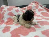 Luke, a male Shih Tzu for sale in Virginia Beach, VA – Photo 1 of 3