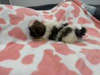 Luke, a male Shih Tzu for sale in Virginia Beach, VA – Photo 3 of 3