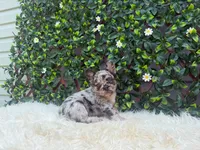 Luna, a female French Bulldog for sale in Virginia Beach, VA – 2 of 3