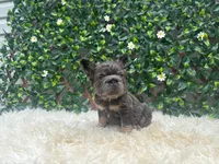 Athena, a female French Bulldog for sale in Virginia Beach, VA – 3 of 4