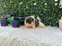 Luca, a male Shih Tzu for sale in Virginia Beach, VA – 4 of 5