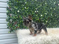 Lena , a female French Bulldog for sale in Virginia Beach, VA – 2 of 3
