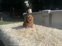 Lily , a female Yorkshire Terrier for sale in Virginia Beach, VA – 1 of 3