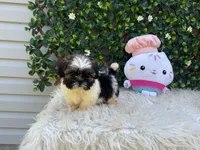 Rebecca, a male Shih Tzu for sale in Virginia Beach, VA – 1 of 5
