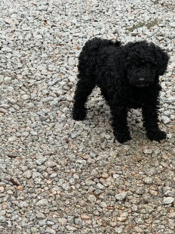 Leno – Poodle - Toy  puppy for sale in Virginia Beach, VA